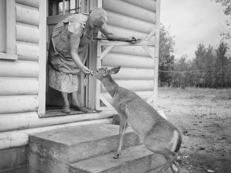 A woman leaning out of a doorway to feed a deer. The deer is on the steps to the house, eating from her hand.