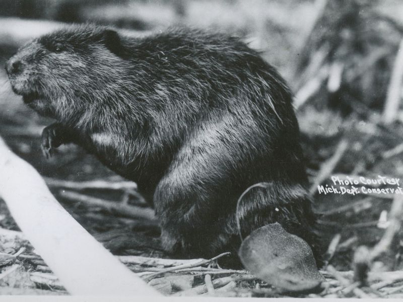 A beaver standing paused over broken sticks.