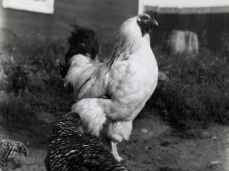 Two chickens standing togethr with greenery and a wall in the background.