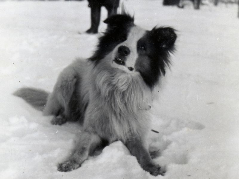 A collie dog with its head tilted, looking attentive and playful, in the snow.
