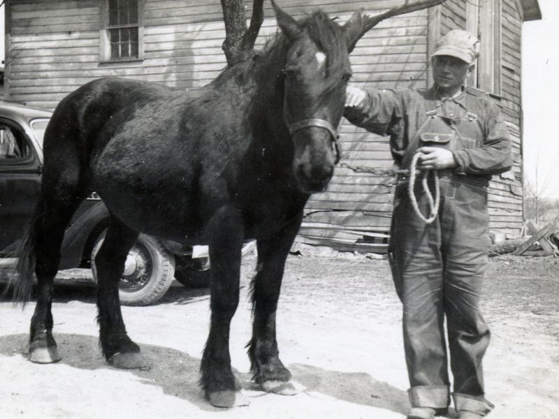 A draft horse standing next to a man, with a car and a house in the background.